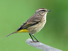 Фото Palm warbler