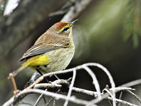 Фото Palm warbler