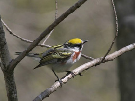 Фото Chestnut-sided warbler