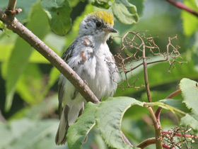 Фото Chestnut-sided warbler