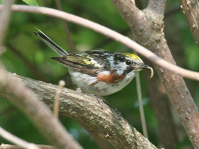 Фото Chestnut-sided warbler