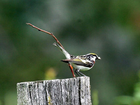 Фото Chestnut-sided warbler