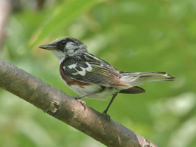 Фото Chestnut-sided warbler