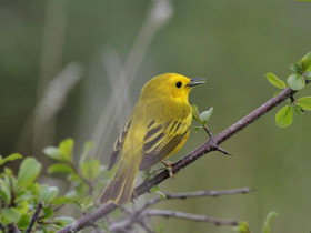 Фото Yellow Warbler