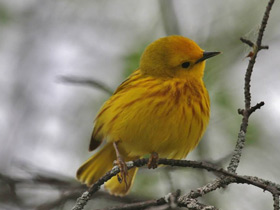 Фото Yellow Warbler