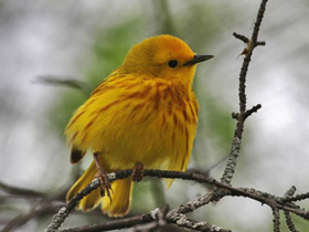 Фото Yellow Warbler