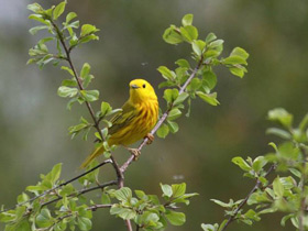 Фото Yellow Warbler