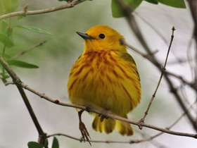 Фото Yellow Warbler