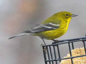 Фото Pine Warbler