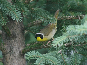 Фото Common yellowthroat