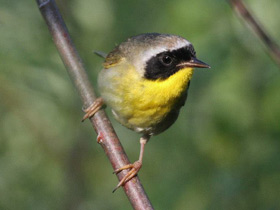 Фото Common yellowthroat