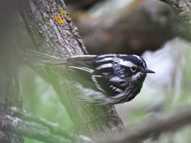 Фото Black-and-white warbler