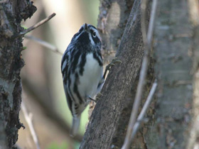 Фото Black-and-white warbler