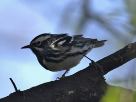 Фото Black-and-white warbler