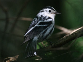 Фото Black-and-white warbler