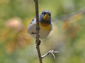 Фото Northern parula