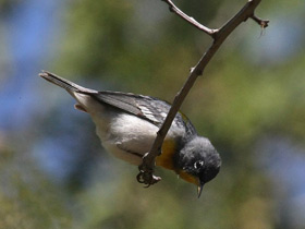 Фото Northern parula