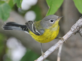 Фото Magnolia warbler