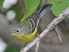 Фото Magnolia warbler