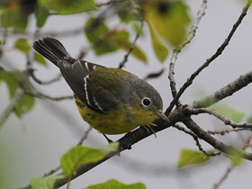 Фото Magnolia warbler