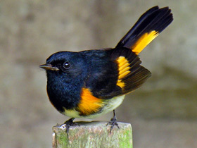 Фото American Redstart