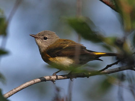 Фото American Redstart