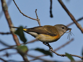 Фото American Redstart