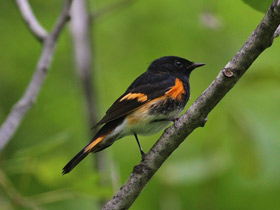 Фото American Redstart