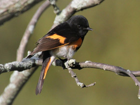 Фото American Redstart