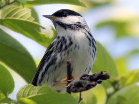 Фото Blackpoll warbler