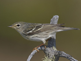 Фото Blackpoll warbler