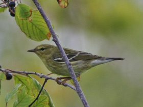 Фото Blackpoll warbler