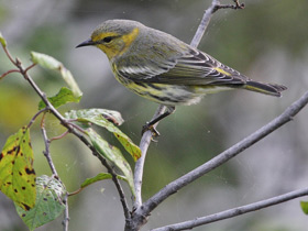 Фото Cape May warbler