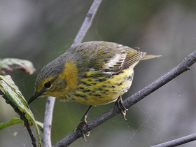 Фото Cape May warbler