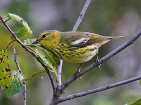 Фото Cape May warbler