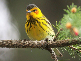 Фото Cape May warbler