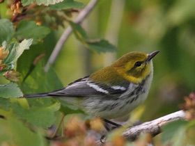 Фото Black-throated green warbler