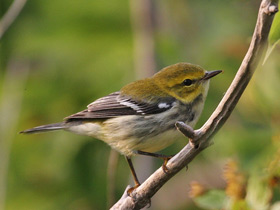 Фото Black-throated green warbler