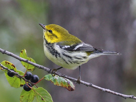 Фото Black-throated green warbler