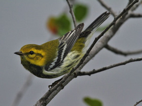 Фото Black-throated green warbler