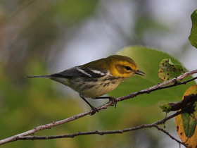 Фото Black-throated green warbler