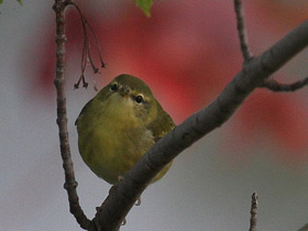 Фото Tennessee warbler