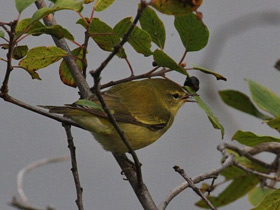 Фото Tennessee warbler