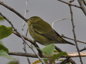 Фото Tennessee warbler