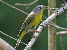 Фото Nashville Warbler