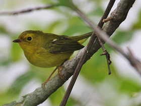 Фото Wilson's warbler