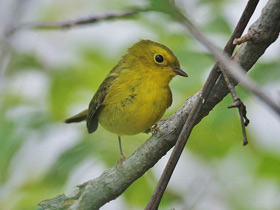 Фото Wilson's warbler