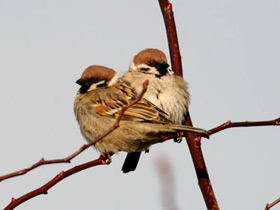 Фото Eurasian tree sparrow