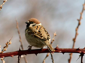 Фото Eurasian tree sparrow