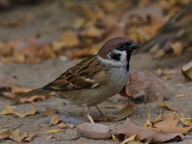 Фото Eurasian tree sparrow